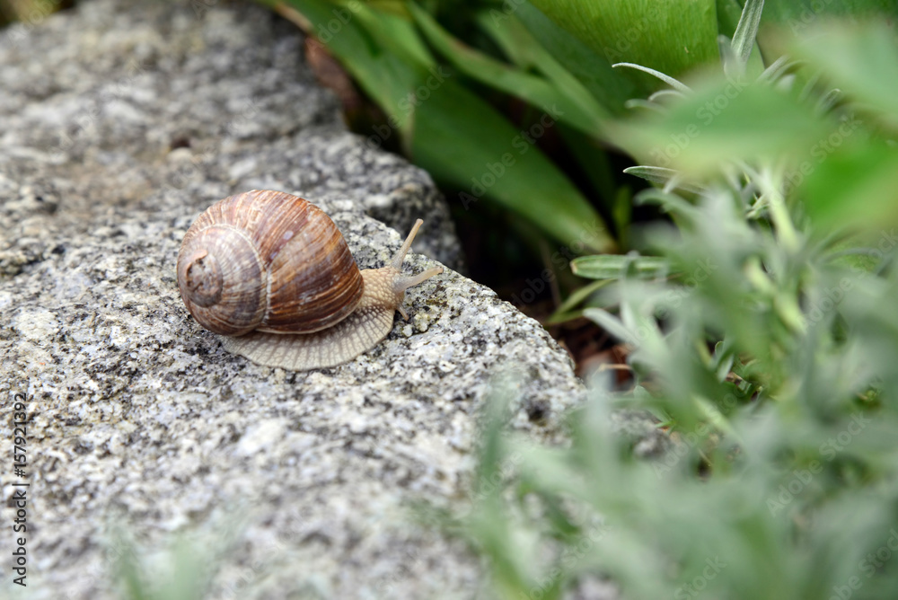 Weinbergschnecke auf Gartenmauer 7 Weinbergschnecke auf Gartenmauer 7