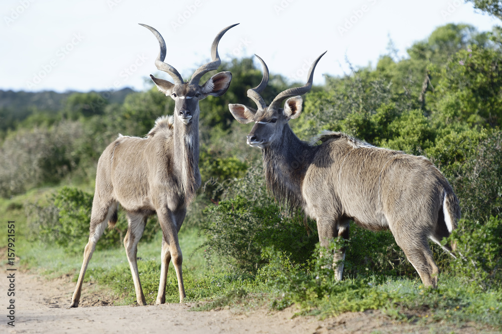 Greater Kudu, Addo Elephant National Park Greater Kudu, Addo Elephant National Park