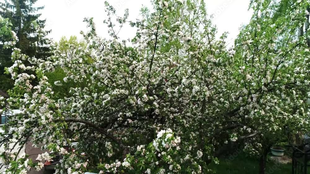Blossoming apple tree Helsinki Finland 31.5.2017 60fps Blossoming apple tree Helsinki Finland 31.5.2017 60fps