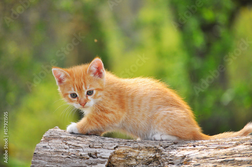 Red striped kitten photo