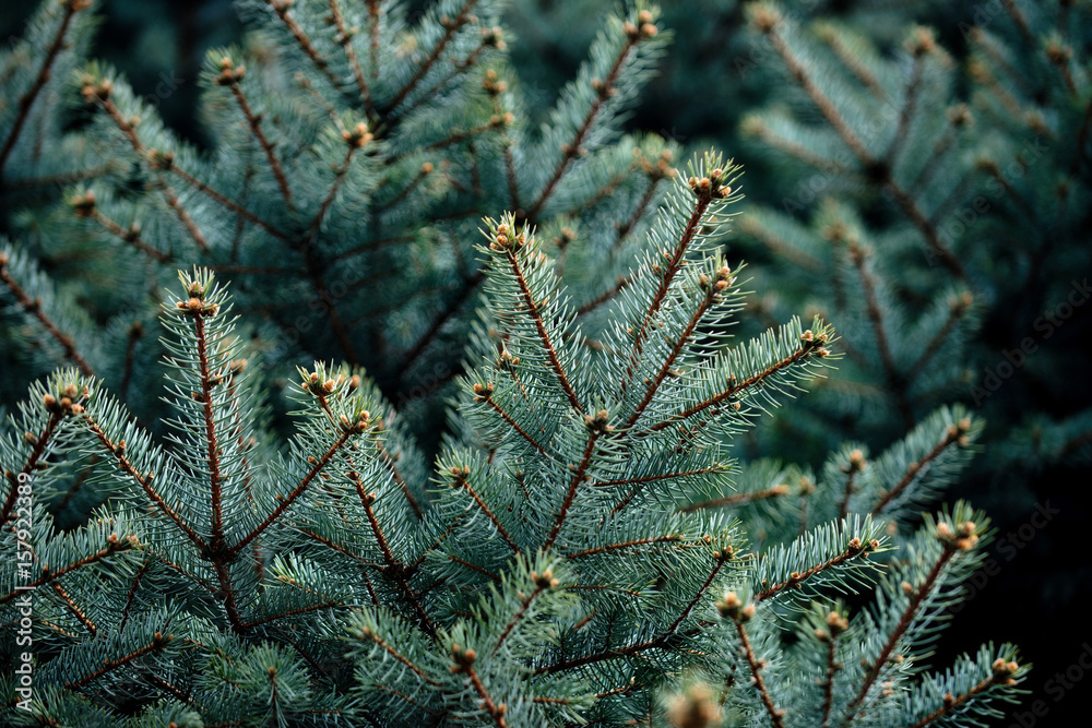 needles of fir tree branches as natural background