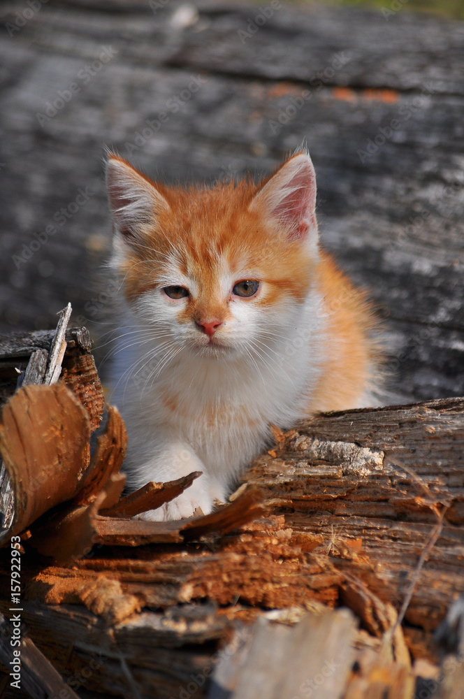 Sadly kitten Sadly kitten