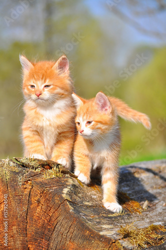 Two red cute kittens © budurfoto