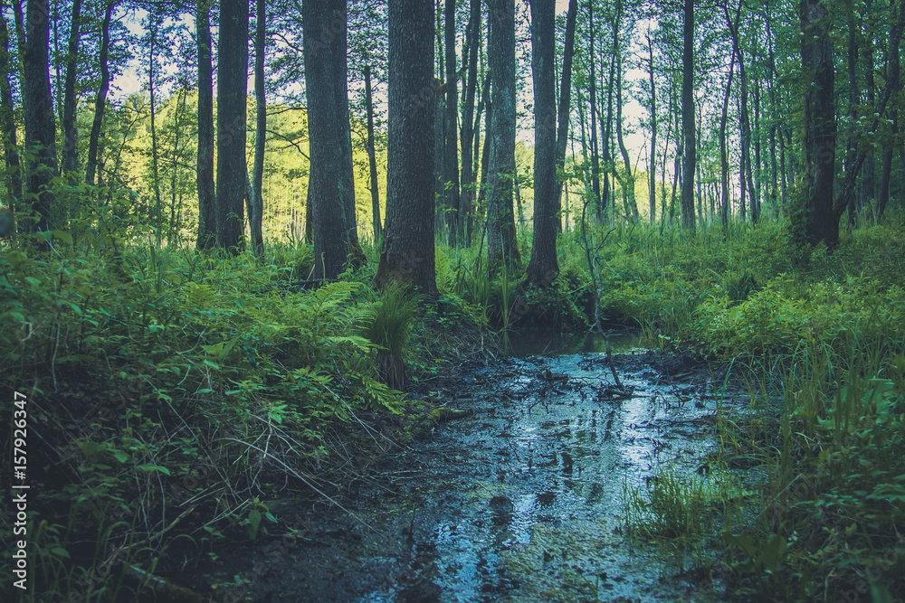 Obraz premium Source hidden in the forest