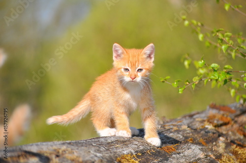 Red striped kitten © budurfoto