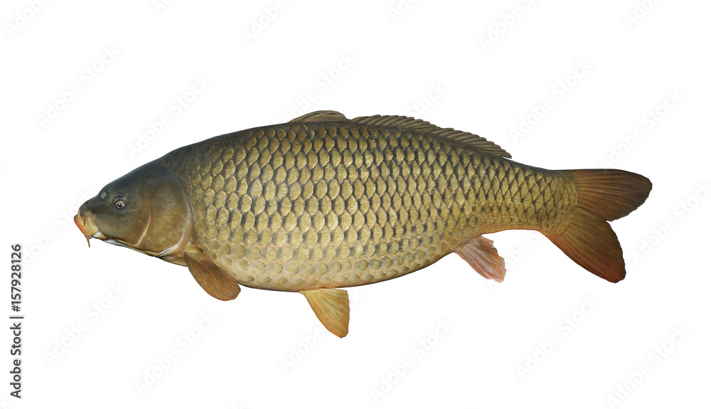 Carp isolated on white. Fish trophy Carp isolated on white. Fish trophy