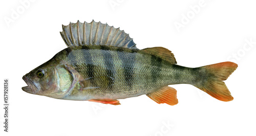 Perch fish isolated on white