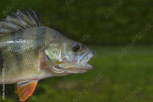 Fishing background with perch fish © FedBul