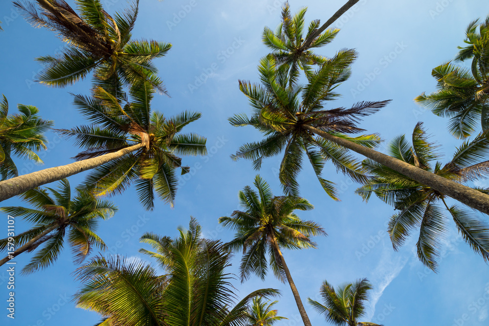 Fototapeta premium Coconut trees in perspective