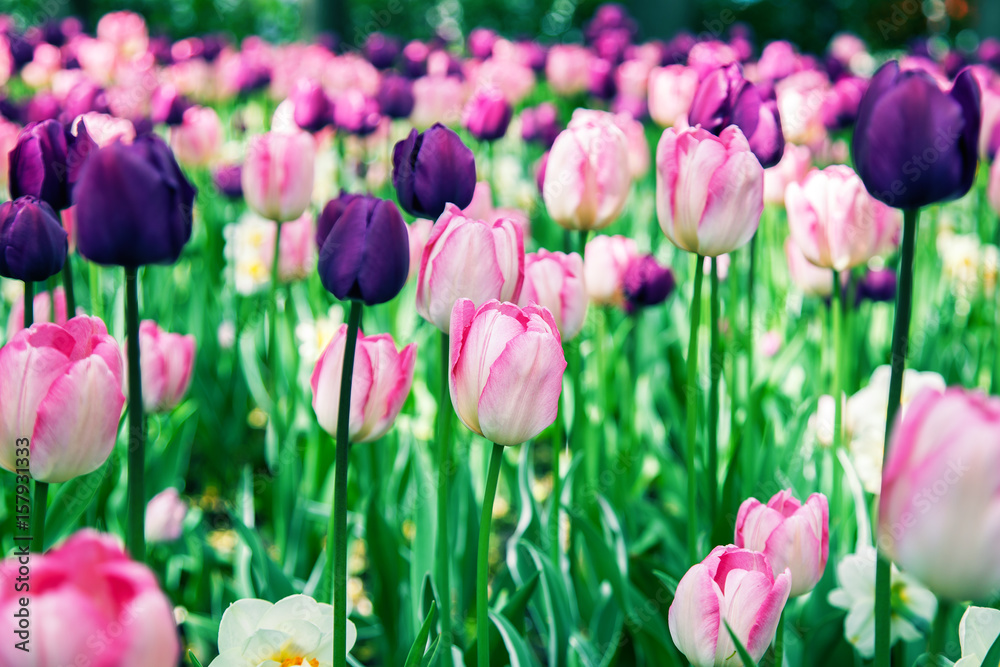 Spring garden with colorful tulips.