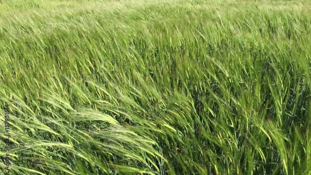 Field with green wheat ears swaying in the wind Field with green wheat ears swaying in the wind