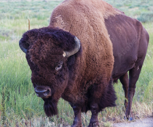 A statuesque American Bison on the grassy prairie.