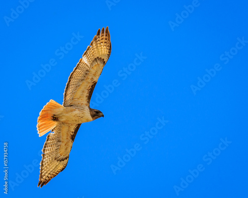 Red tailed hawk soaring against blue sky
