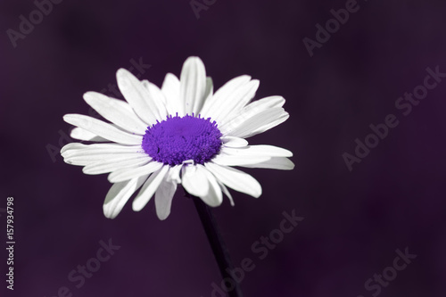 Fototapeta Naklejka Na Ścianę i Meble -  Surreal summer nature image of a purple daisy flower with copy space