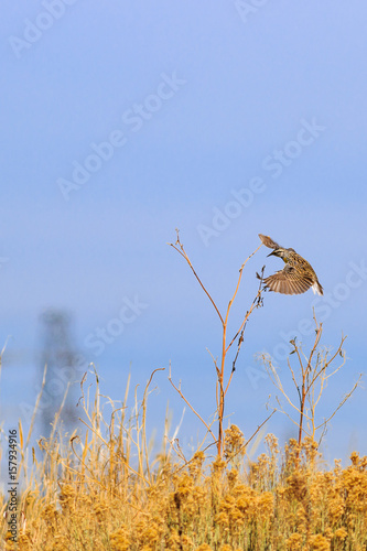 Eastern Meadowlark in flight to Sun Flower photo