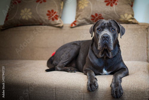 Cuadro en lienzo Beautiful purebred dark gray cane corso lying on the sofa