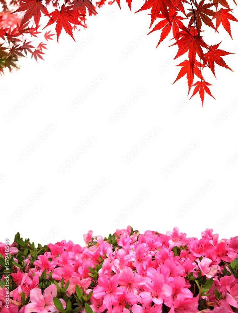 Pink rhododendron flower with copy space background Pink rhododendron flower with copy space background