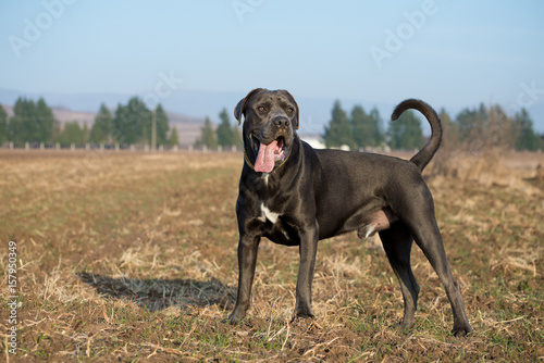 Foto Cane corso in the field during dressage