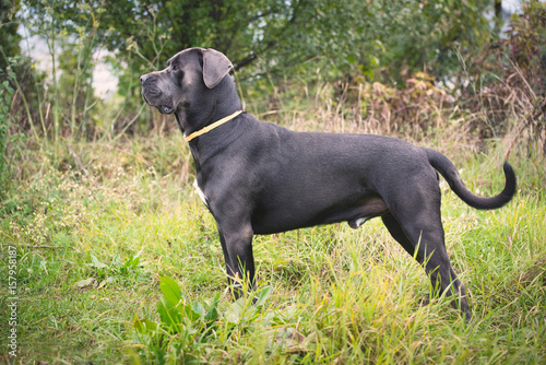 Foto Cane corso posing for a photo