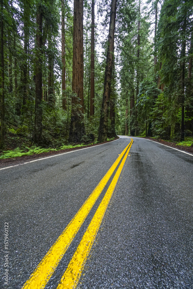 Awesome street view in the Redwood National Park - red cedar trees Awesome street view in the Redwood National Park - red cedar trees