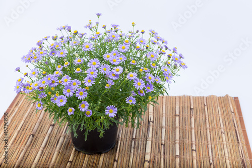 Brachyscome flowers with purple extensions and yellow center (Asteraceae) in a dark pot on a bamboo mat isolated on white background