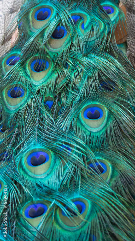 Obraz premium The Peacock's Tail Feathers Stand Calm