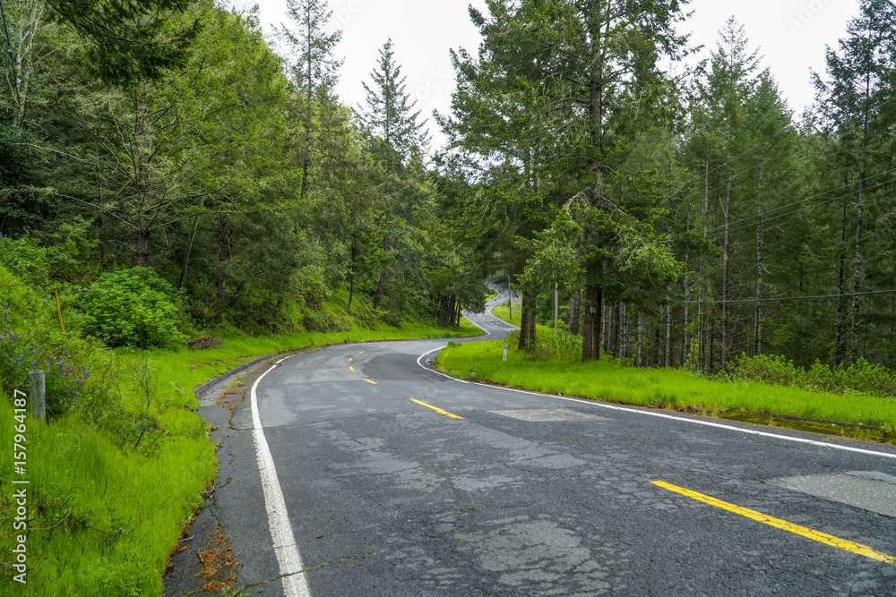 Fototapeta premium Piękna trasa przez las