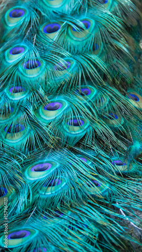 Fototapeta Naklejka Na Ścianę i Meble -  The Peacock's Tail Feathers Stand Calm