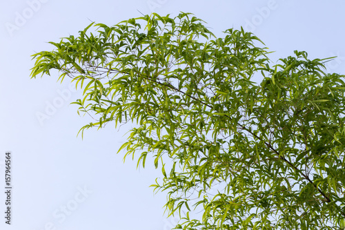 Bamboo leaves with sky.