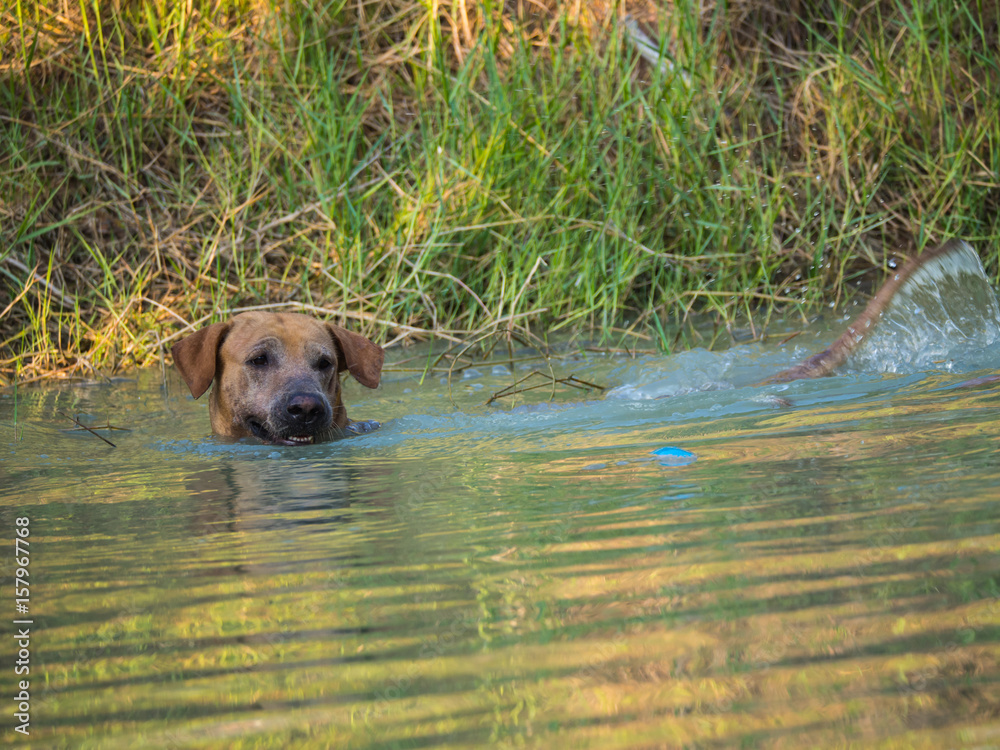 Brown Dog Playing in The Pond