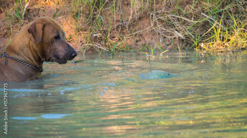 Brown Dog Playing in The Pond