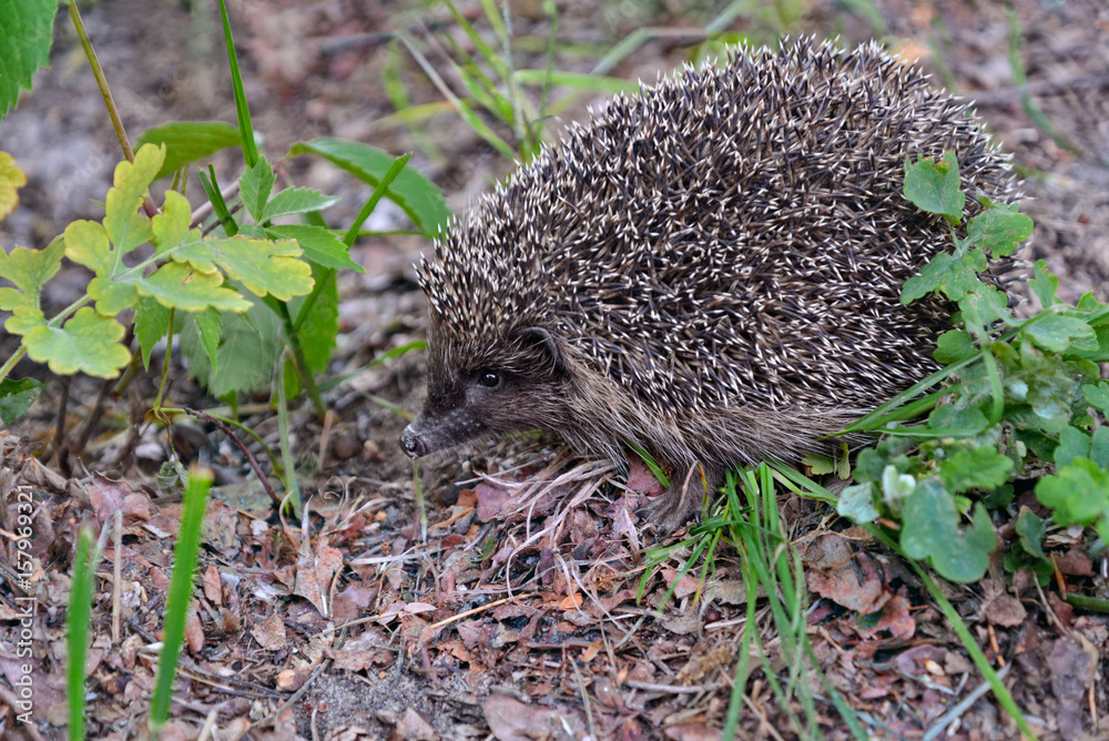 Hedgehog walking in the forest Hedgehog walking in the forest