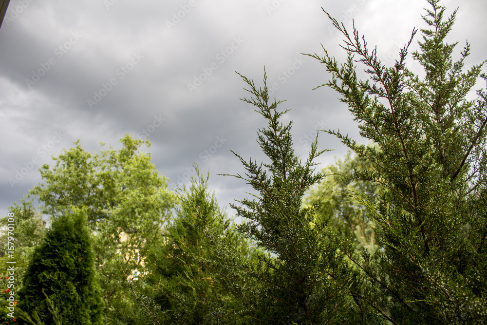 Obraz premium природа