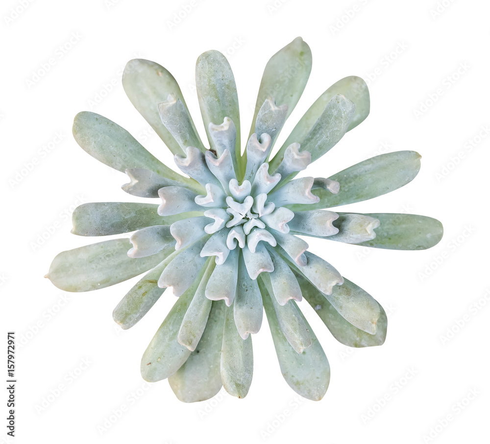 succulent plant isolated on white background succulent plant isolated on white background