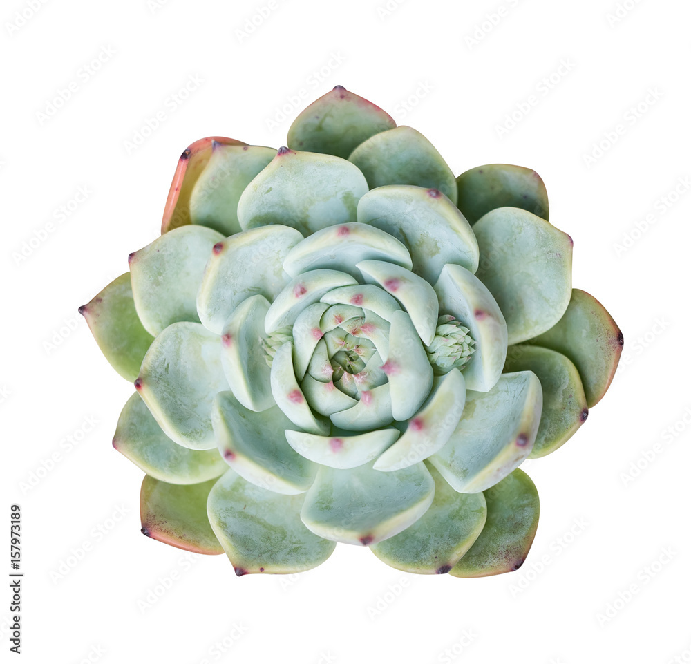 Obraz premium succulent plant isolated on white background