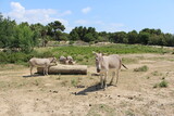 troupeau d'ânes qui mangent  Equus africanus somaliensis