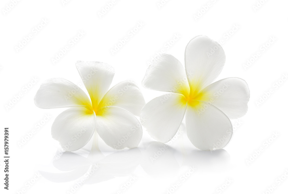 Obraz premium Frangipani flower isolated on white