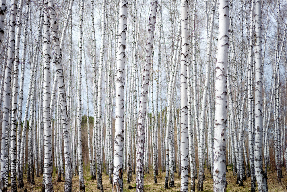 Obraz premium brzozowy las