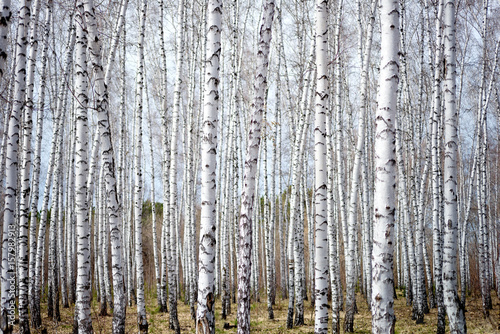 birch forest photo