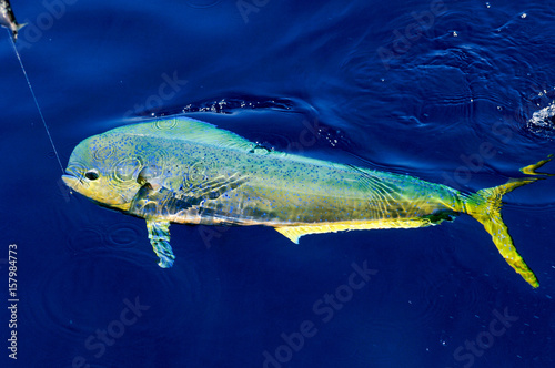 Colorful Mahi Mahi on surface of water
