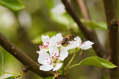 A bee collects nectar from the flowers of pear trees