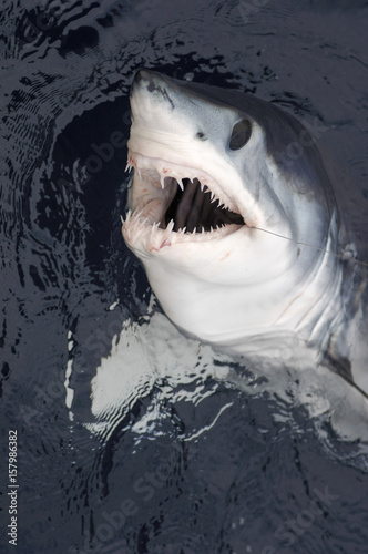 Head and Teeth of a Mako Shark 