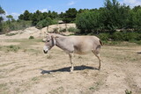 Equus africanus somaliensis âne de somalie