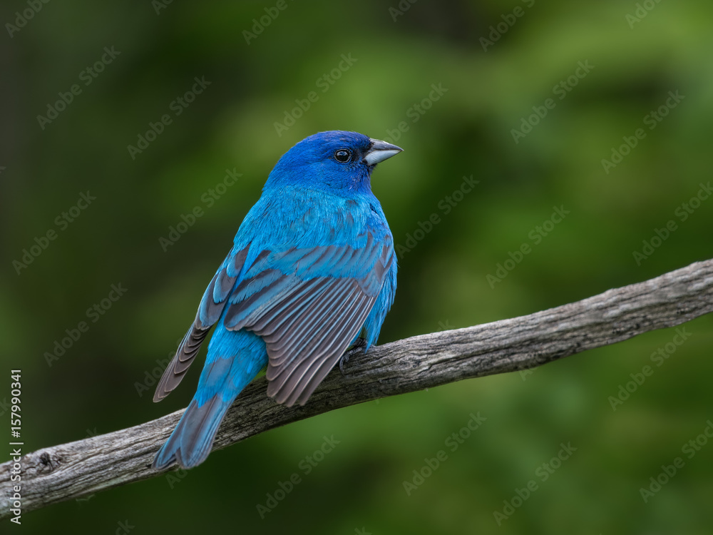 Obraz premium Indigo Bunting