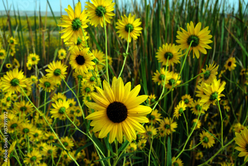 sunflowers photo