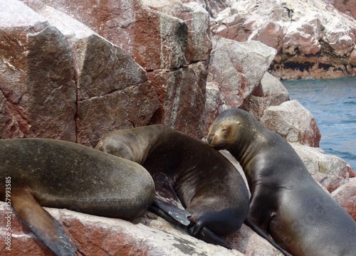 Seals basking in the sun on some red grey and orange rocks along the pacific coastline. 