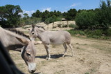 troupeau d'ânes de somalie Equus africanus somaliensis