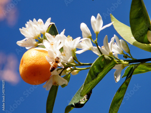 Or Yehuda tangerine flowers and fruit 2011