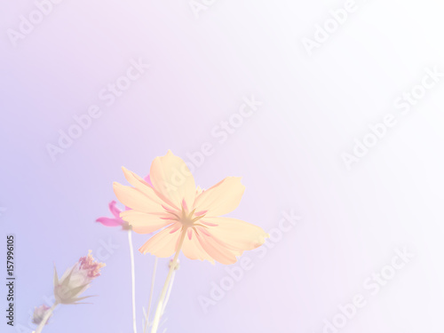 Cosmos beauty flowers