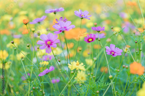 Zinnia violacea